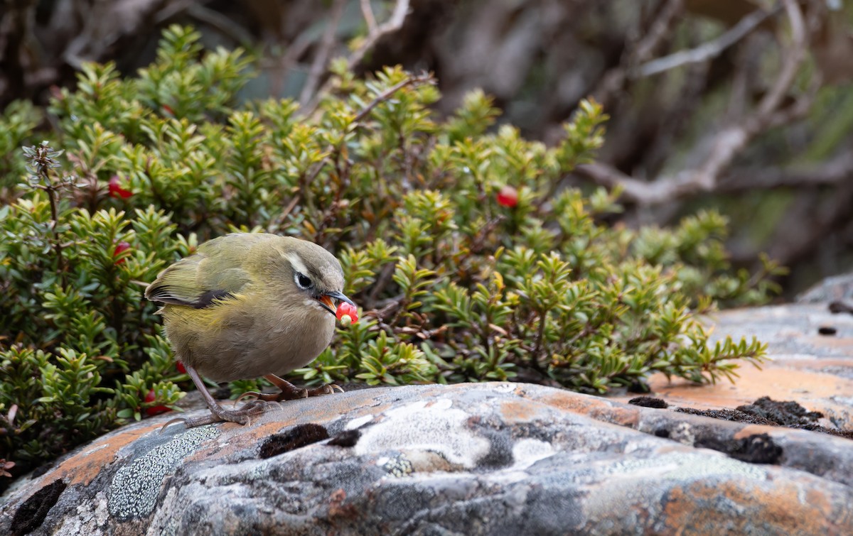 South Island Wren - ML616142033