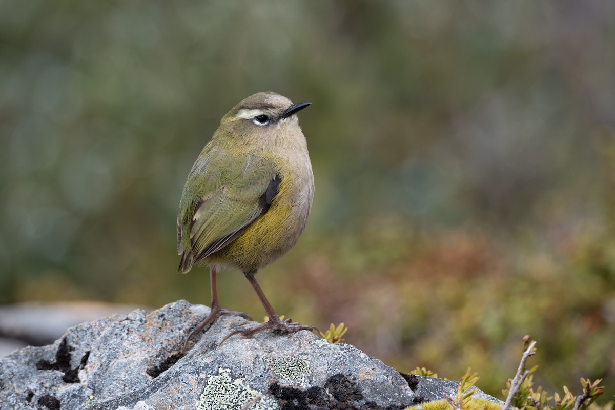 South Island Wren - ML616142034