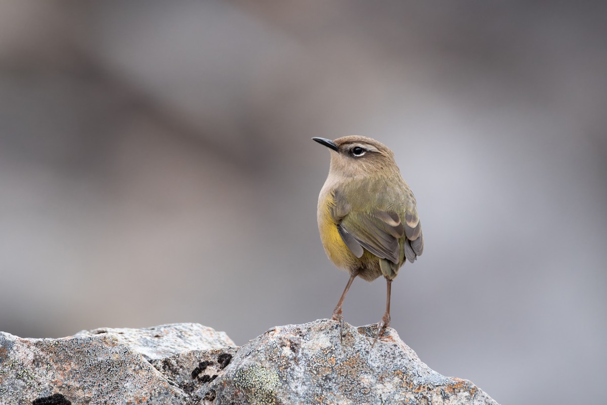 South Island Wren - ML616142038