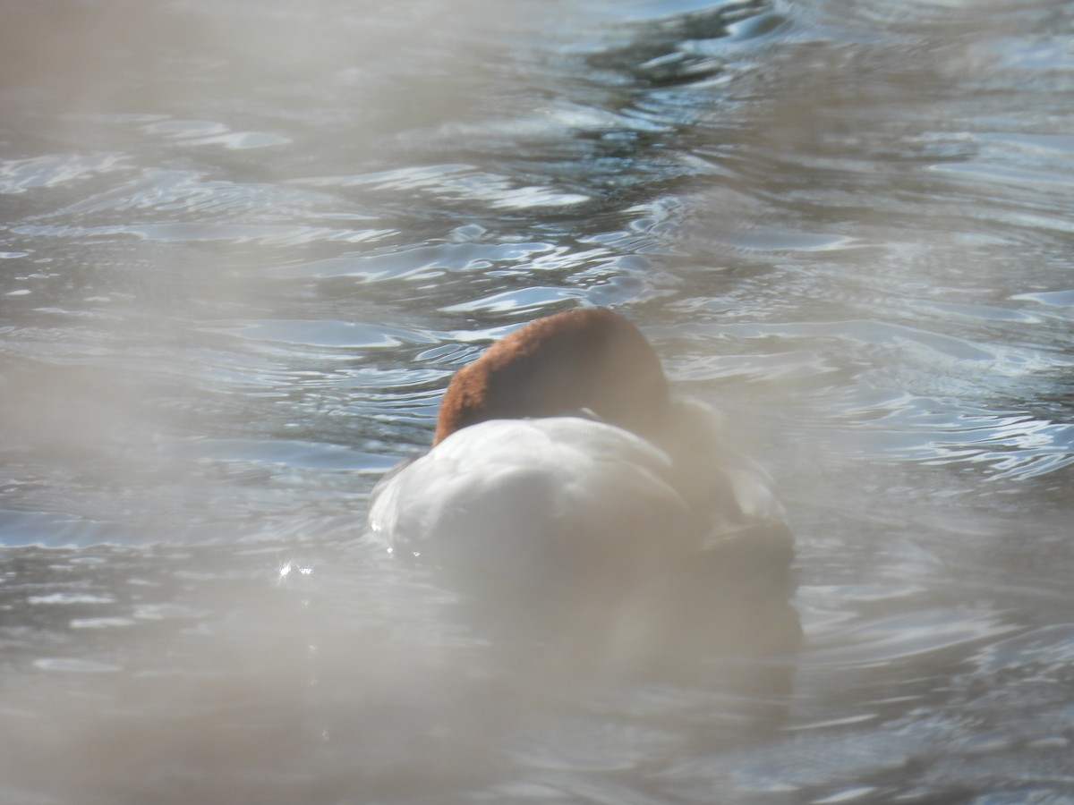 Common Pochard - ML616142079