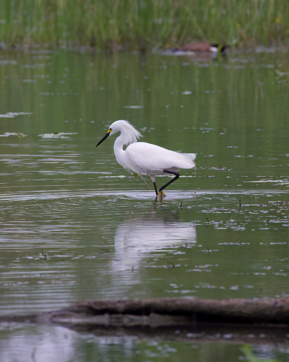 Snowy Egret - ML616142082