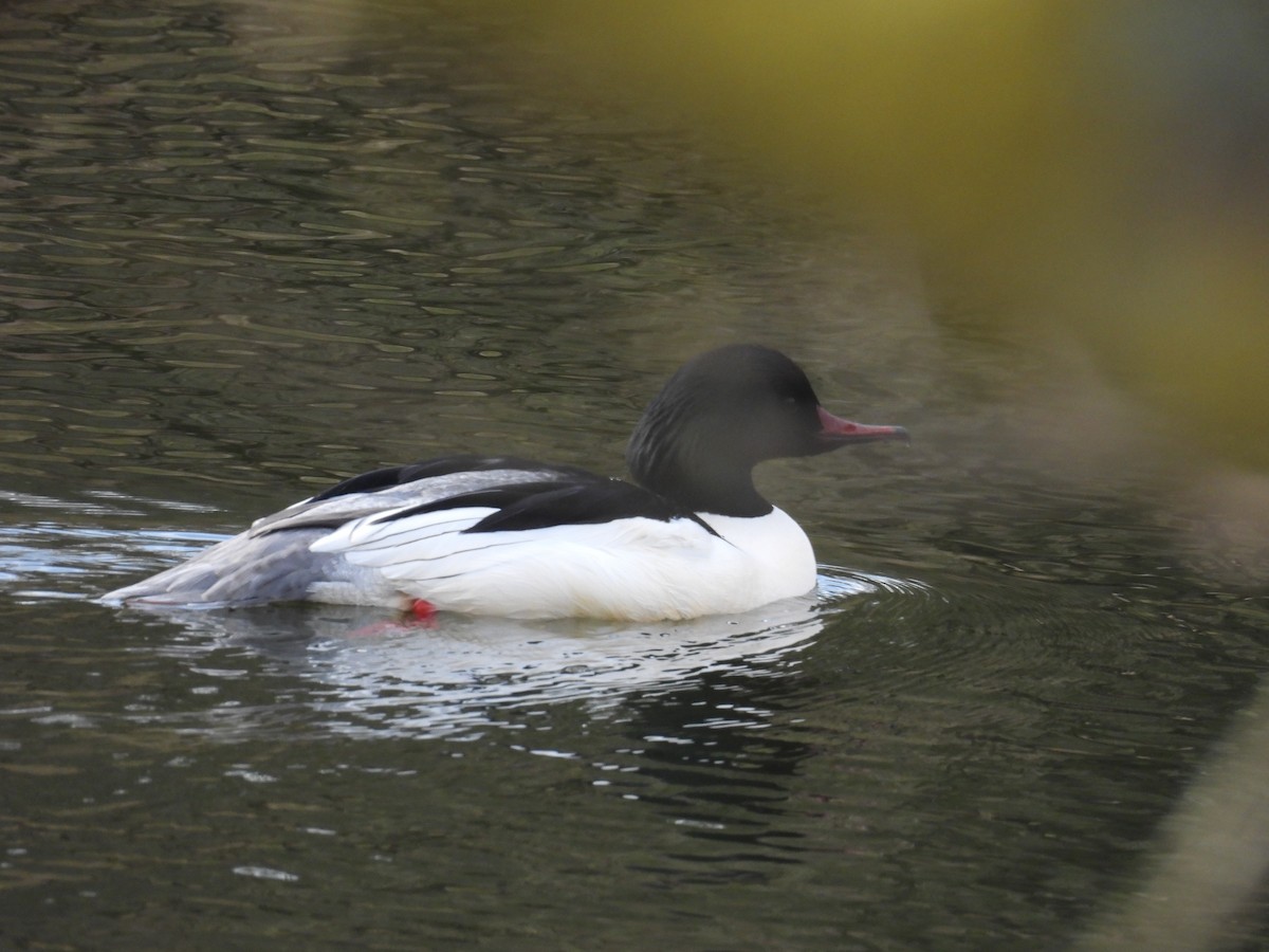 Common Merganser - ML616142084
