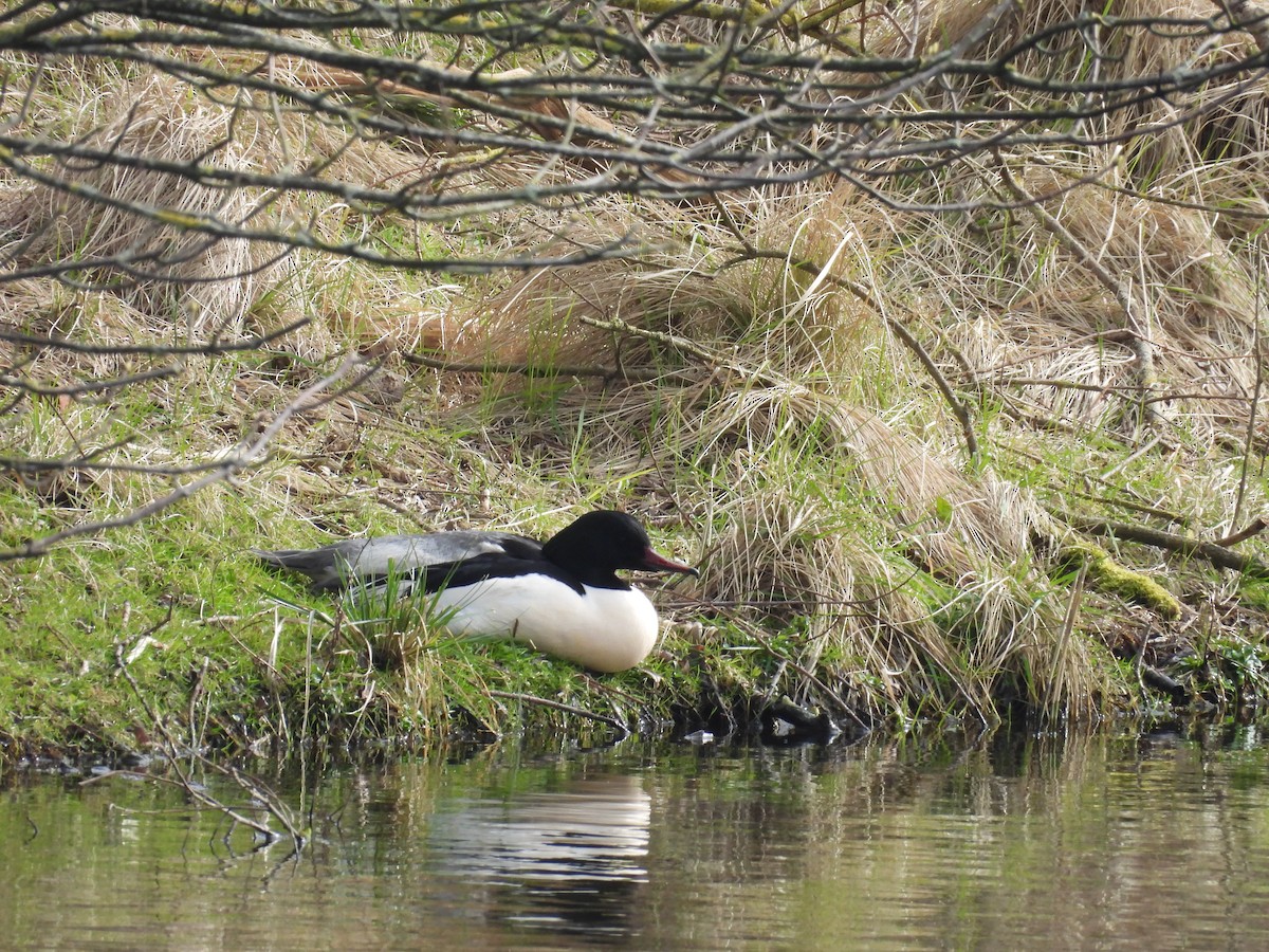 Common Merganser - ML616142085