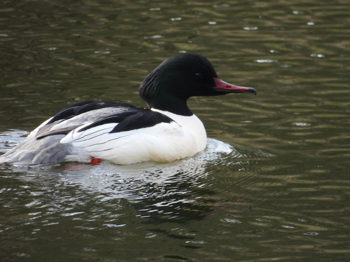 Common Merganser - ML616142086