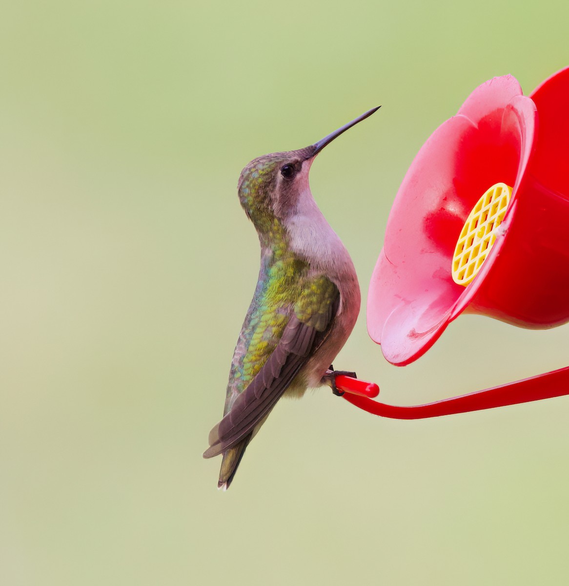 Colibri à gorge rubis - ML616142087