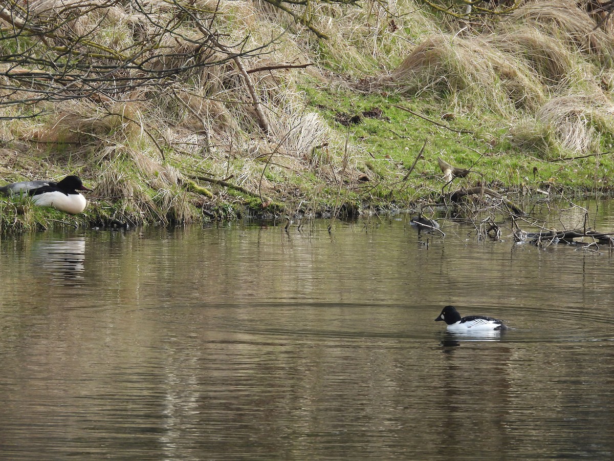 Common Goldeneye - ML616142097