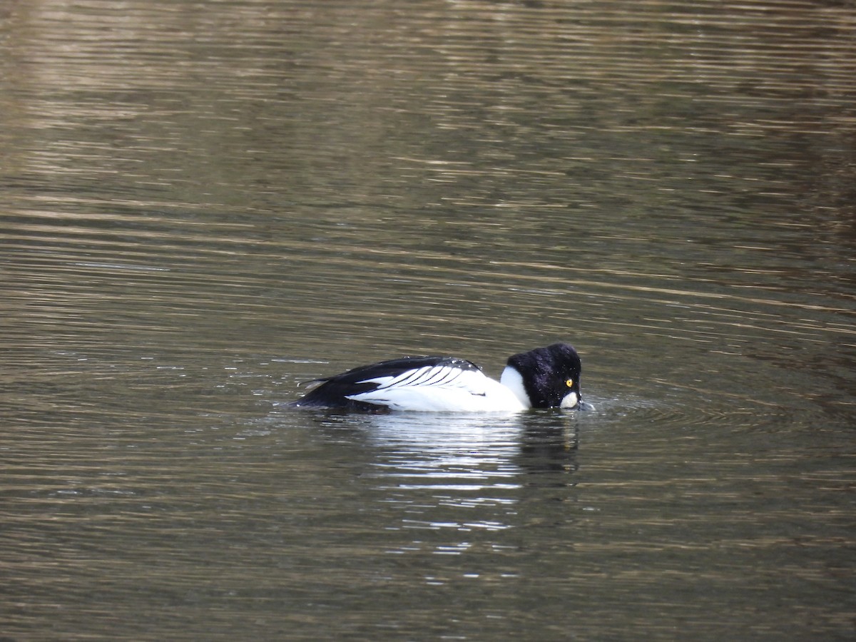 Common Goldeneye - ML616142099