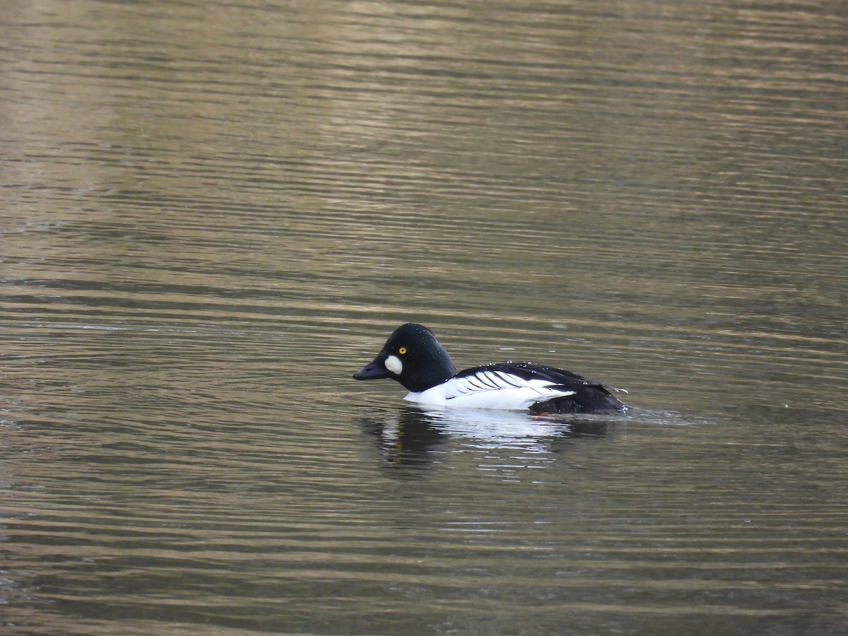 Common Goldeneye - ML616142100