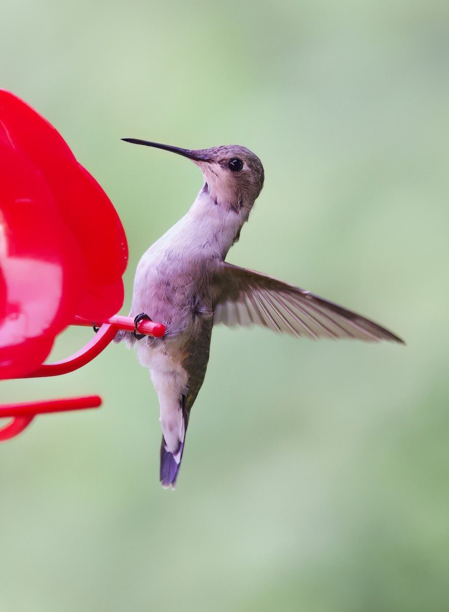 Black-chinned Hummingbird - ML616142102