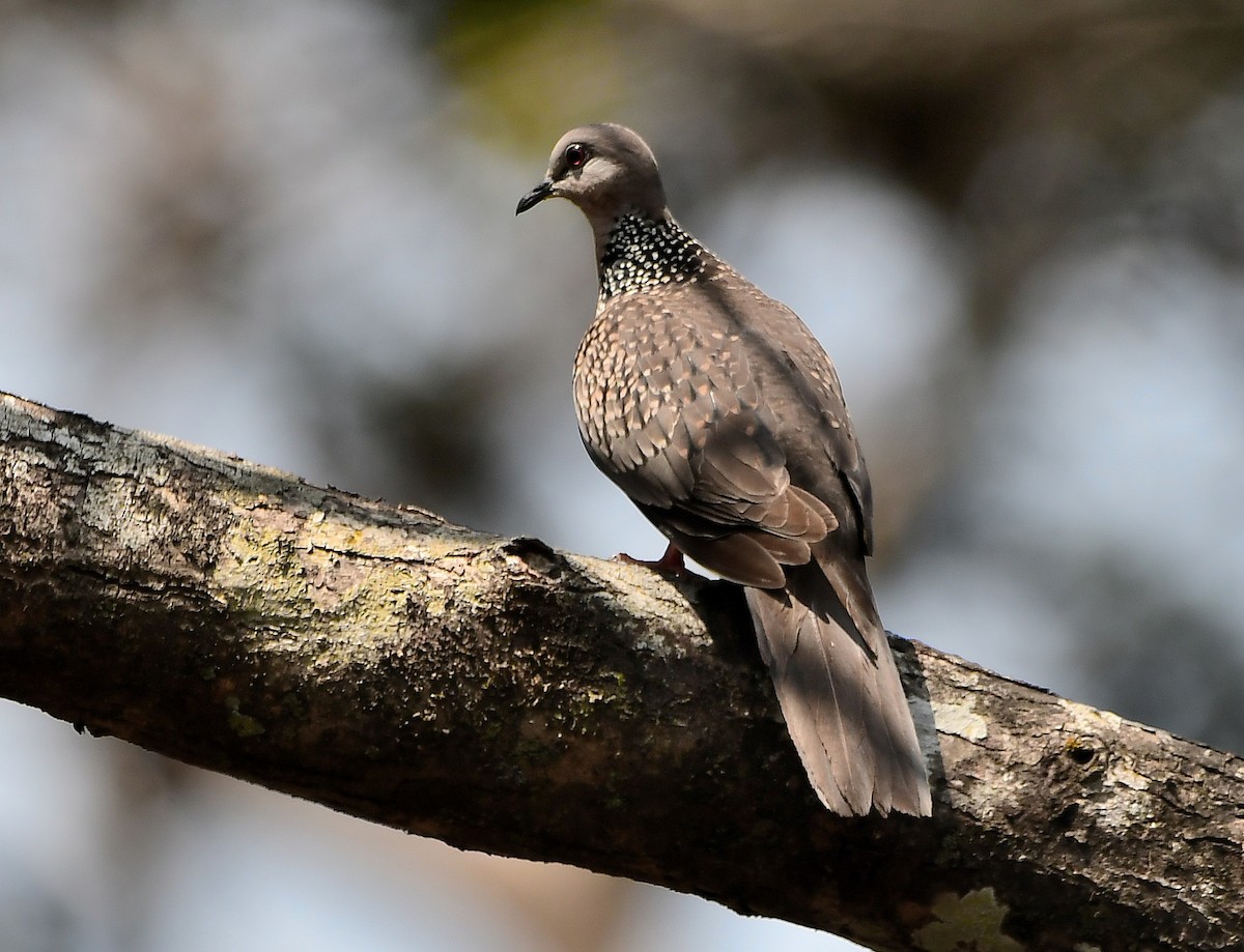 Spotted Dove - ML616142105