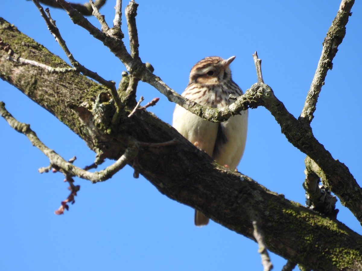 Wood Lark - ML616142115