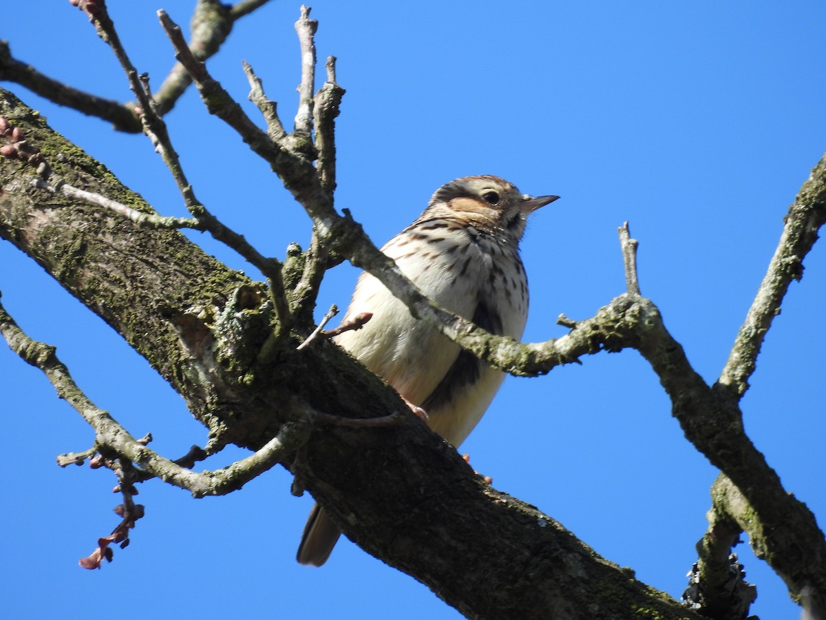 Wood Lark - ML616142116