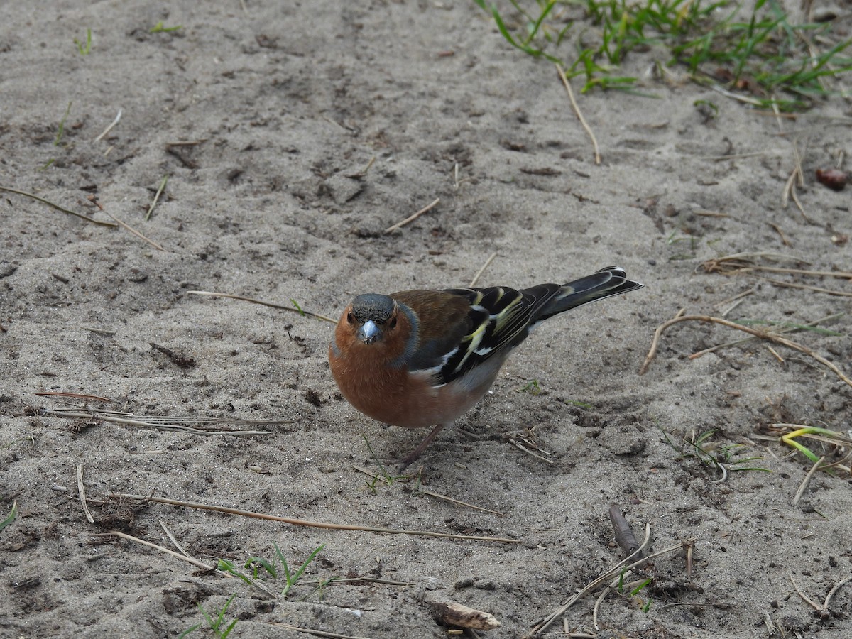 Common Chaffinch - ML616142121