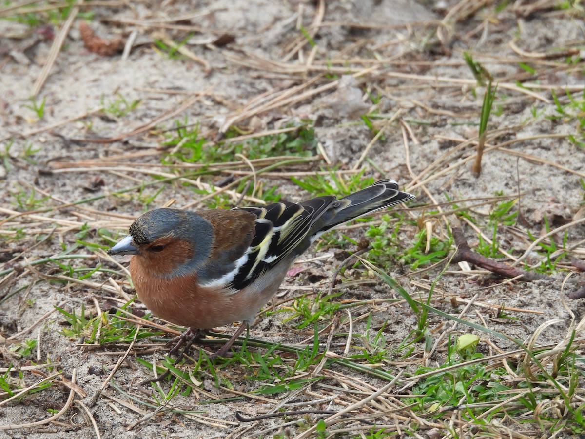 Common Chaffinch - ML616142122
