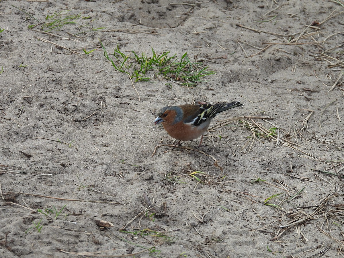 Common Chaffinch - ML616142123