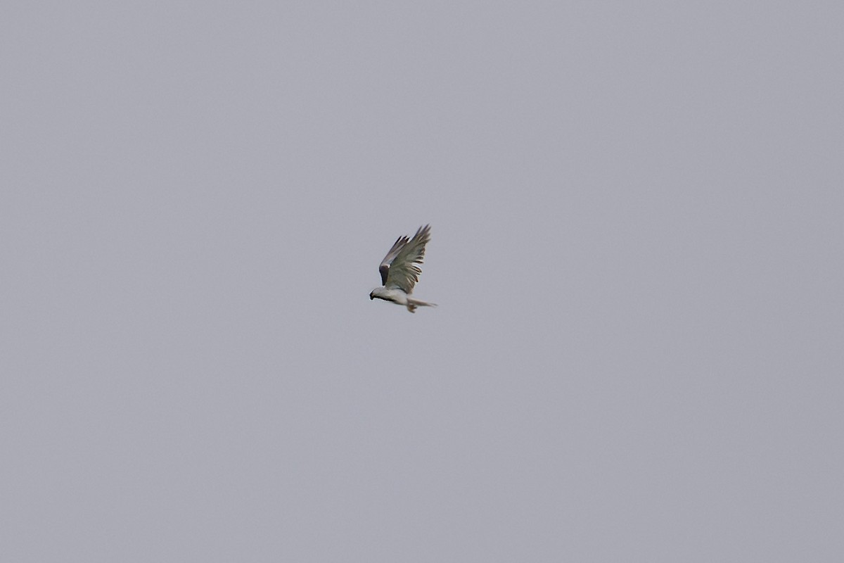 Black-winged Kite - ML616142124