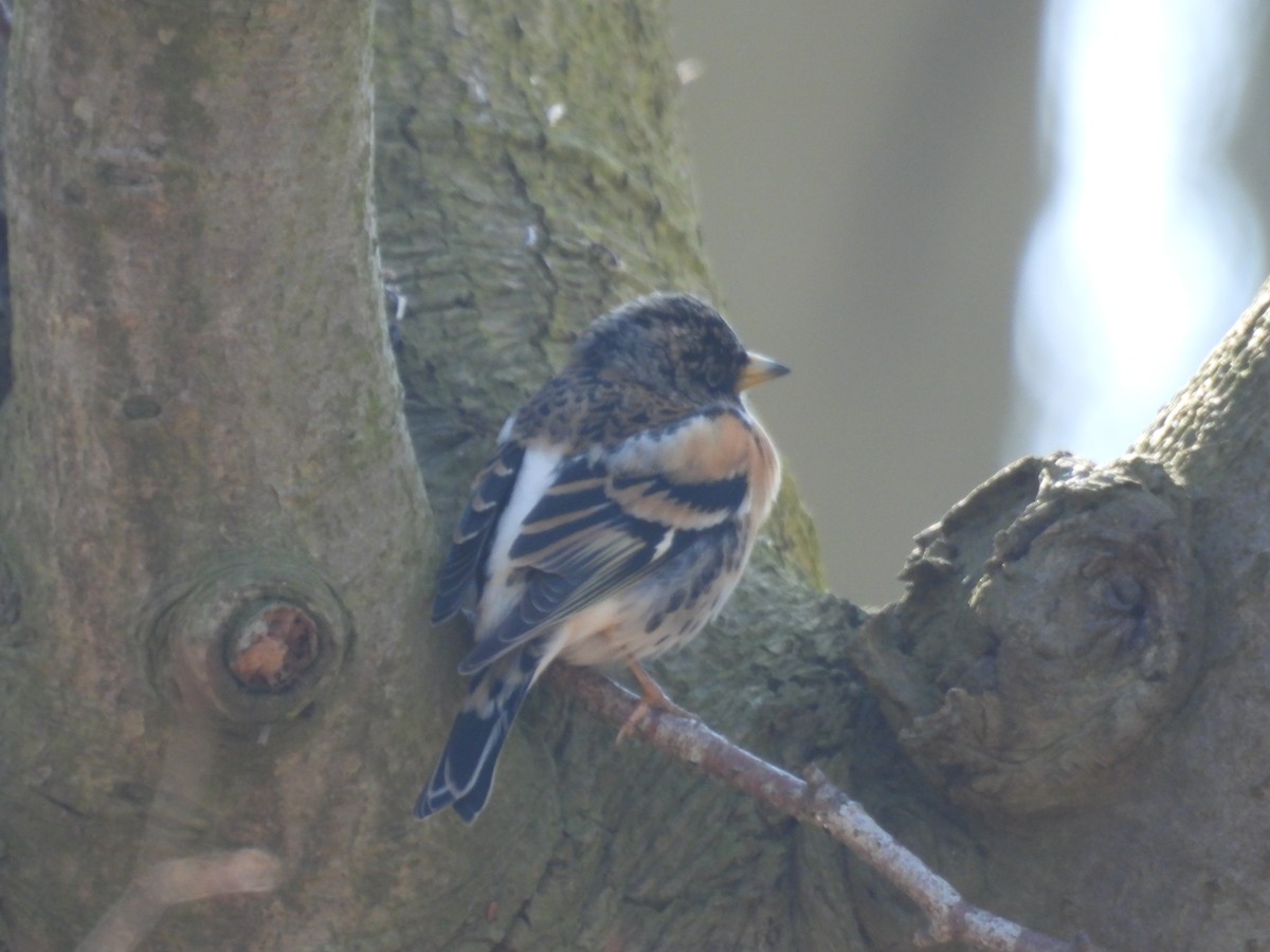 Brambling - ML616142131