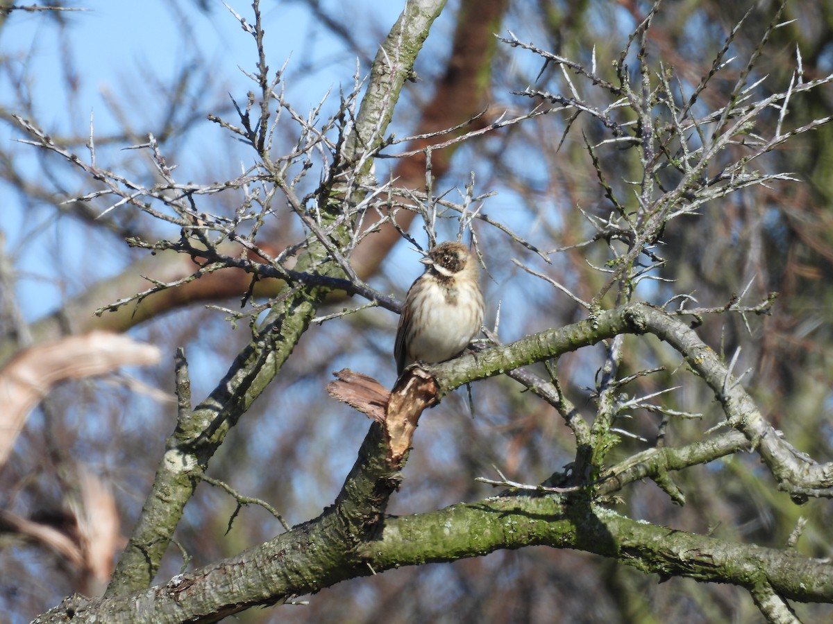 Reed Bunting - ML616142136