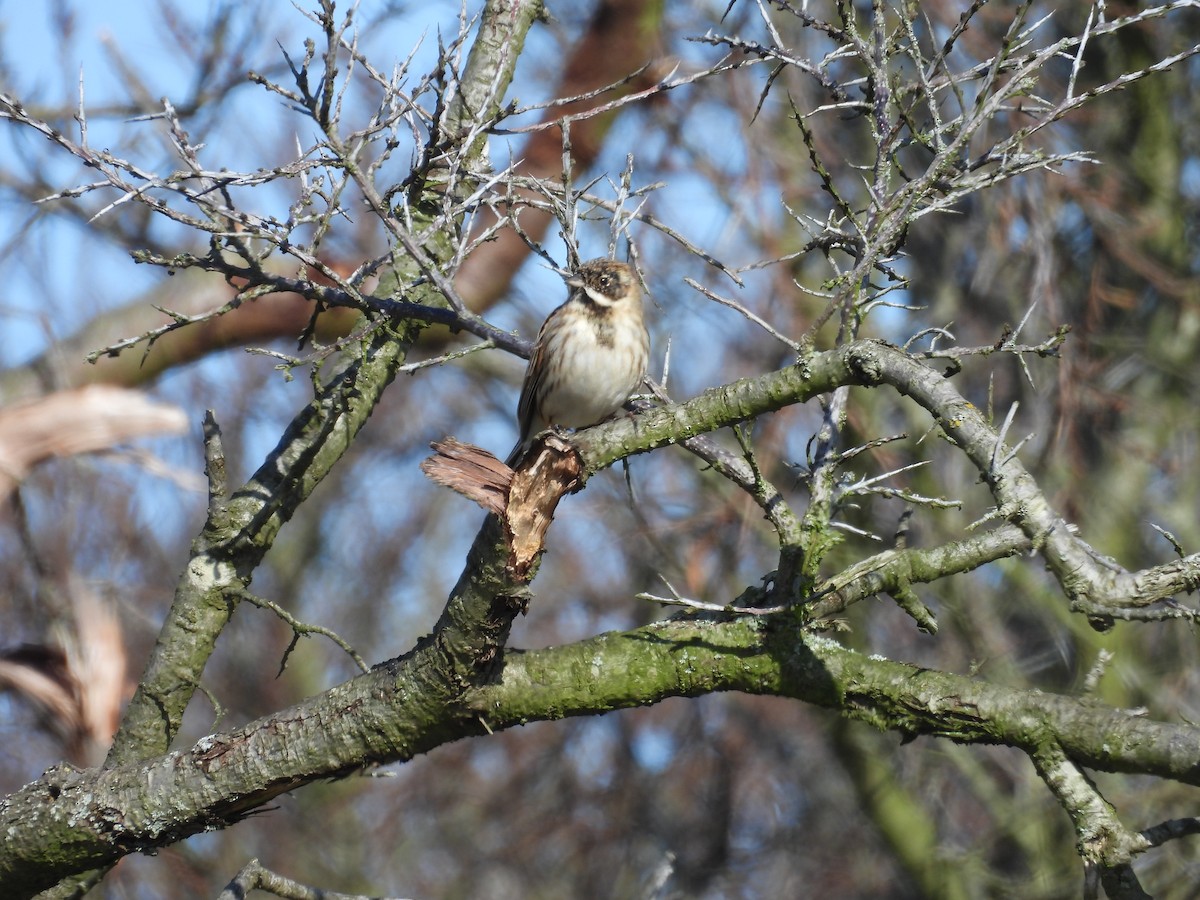 Reed Bunting - ML616142137