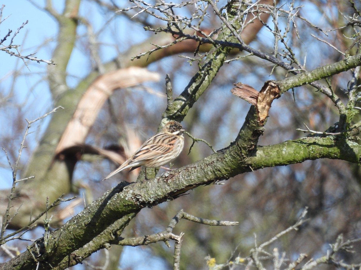 Reed Bunting - ML616142139