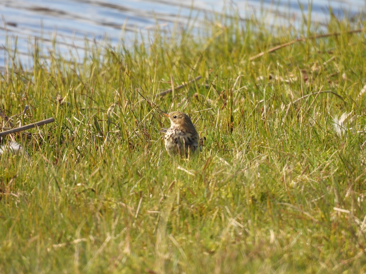 Water Pipit - ML616142141