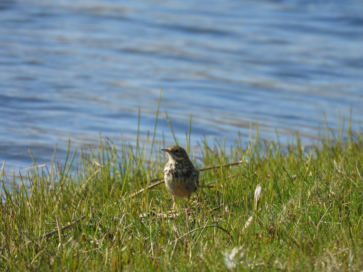 Water Pipit - ML616142143