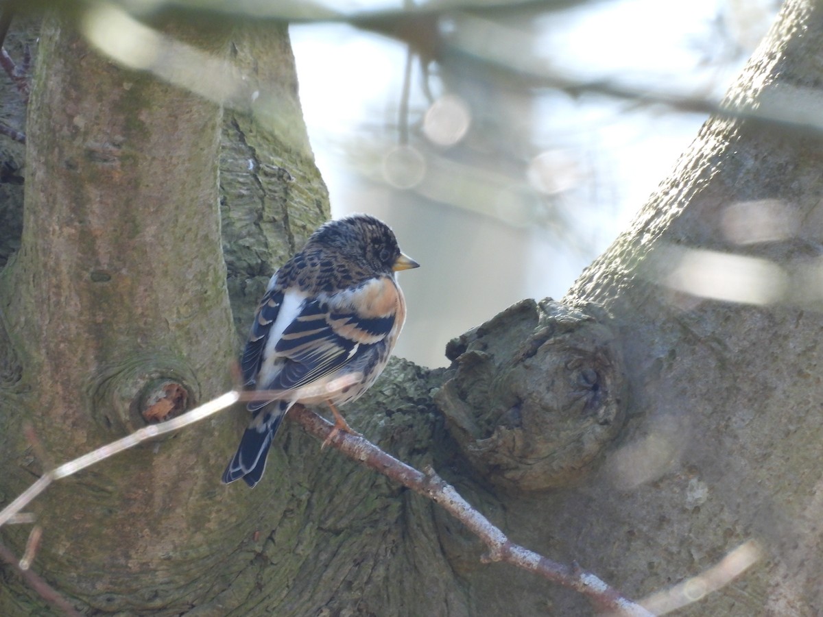 Brambling - ML616142151