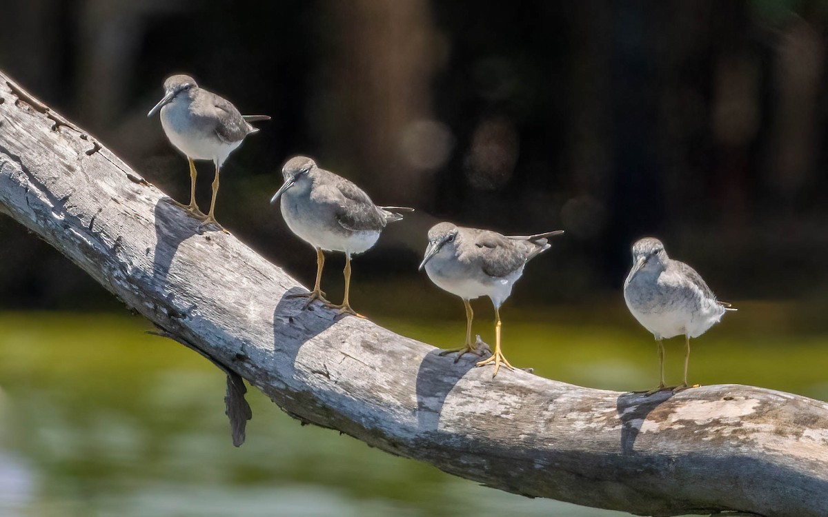 Gray-tailed Tattler - ML616142175