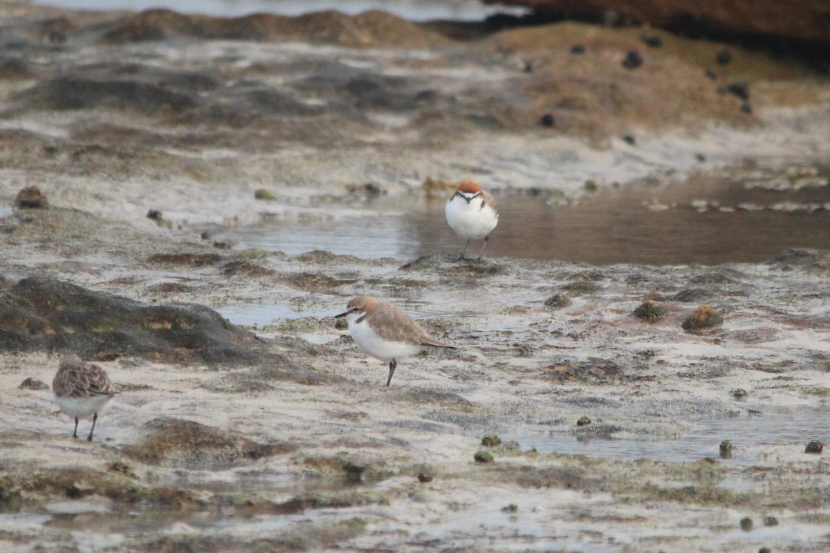 Red-capped Plover - ML616142231