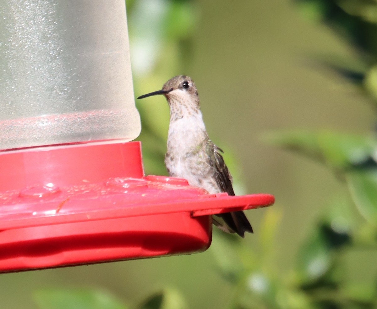 Black-chinned Hummingbird - ML616142299