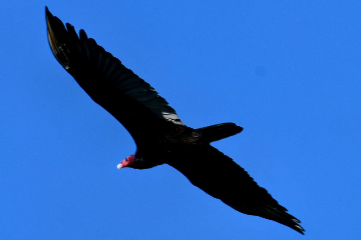 Turkey Vulture - Andrew Hovey