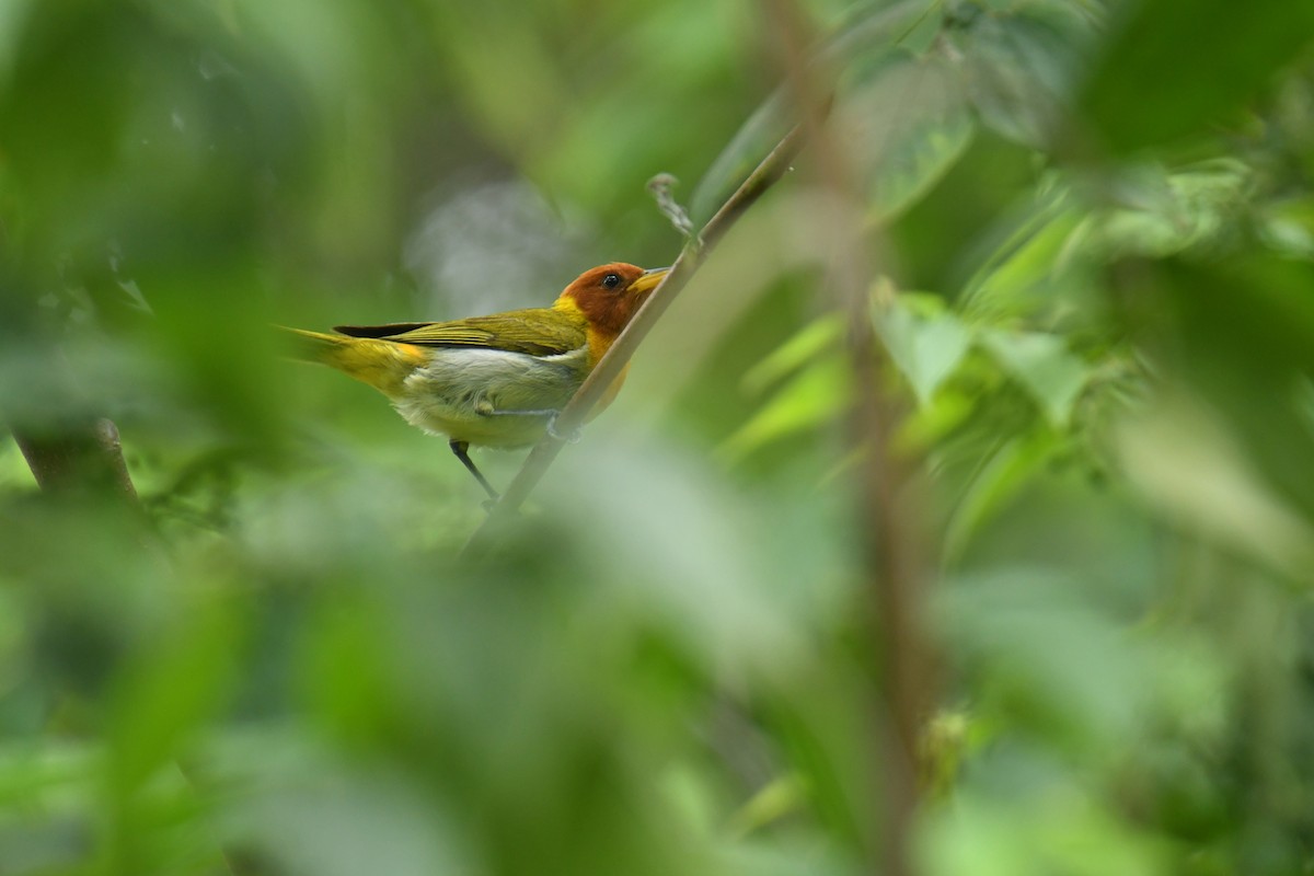 Rufous-headed Tanager - ML616142329