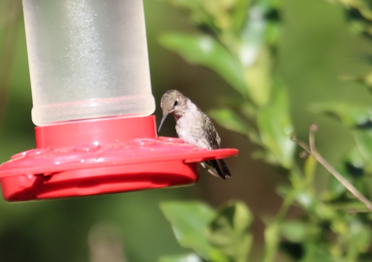 Black-chinned Hummingbird - ML616142339