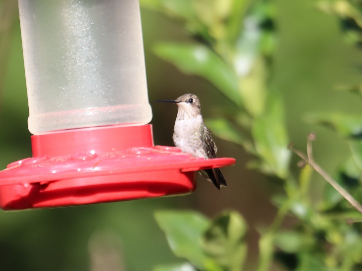 Black-chinned Hummingbird - ML616142342