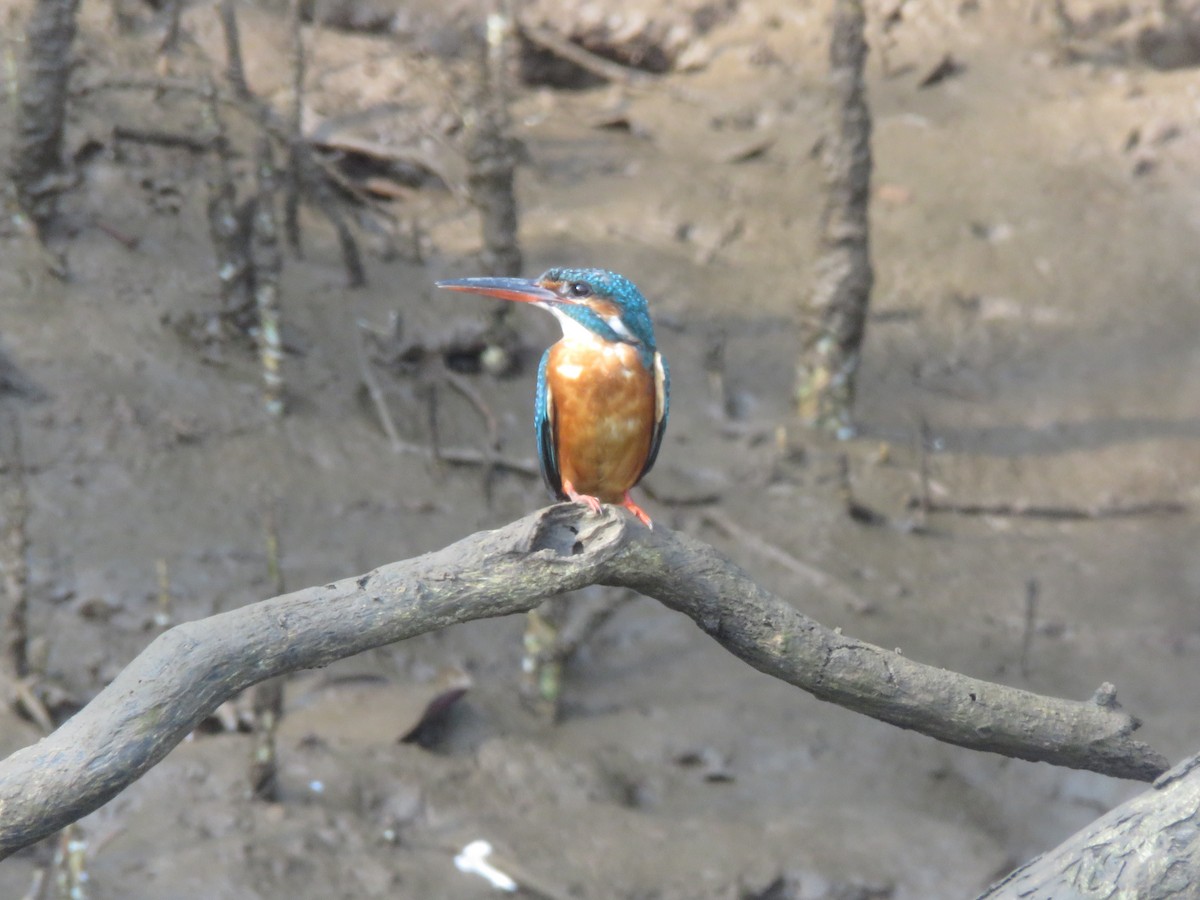 Martin-pêcheur d'Europe - ML616142348