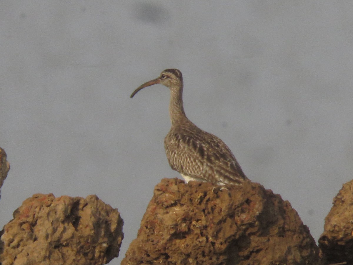 Whimbrel - ML616142363