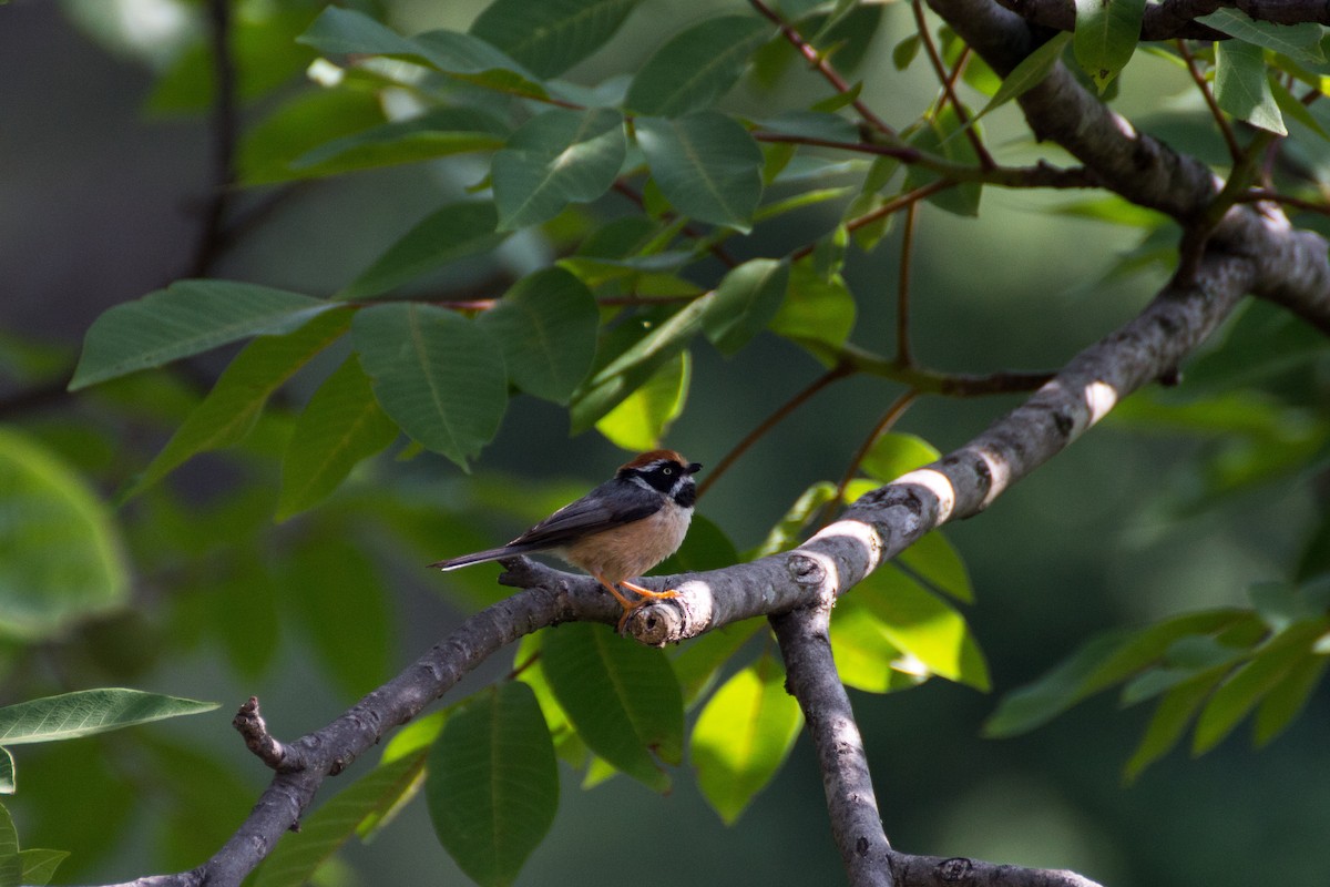 Black-throated Tit - ML616142372