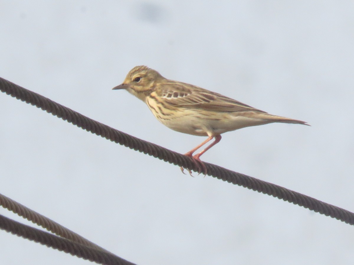 Tree Pipit - ML616142373