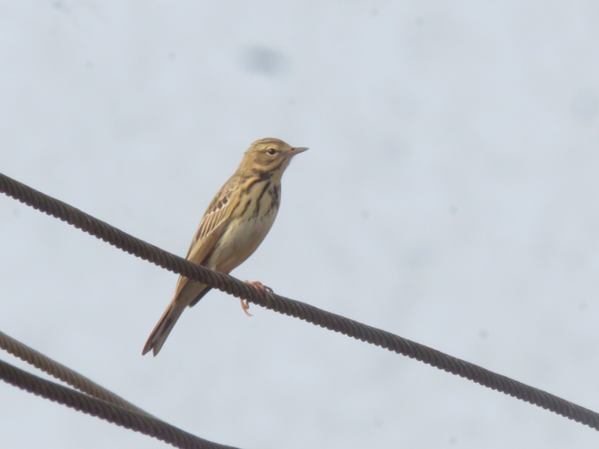 Tree Pipit - ML616142375