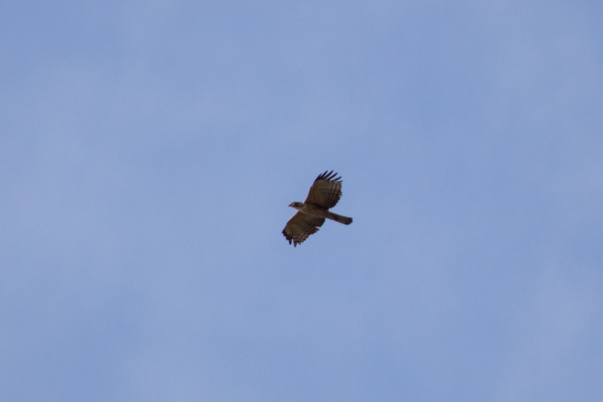 Уулын согсоот бүргэд - ML616142385