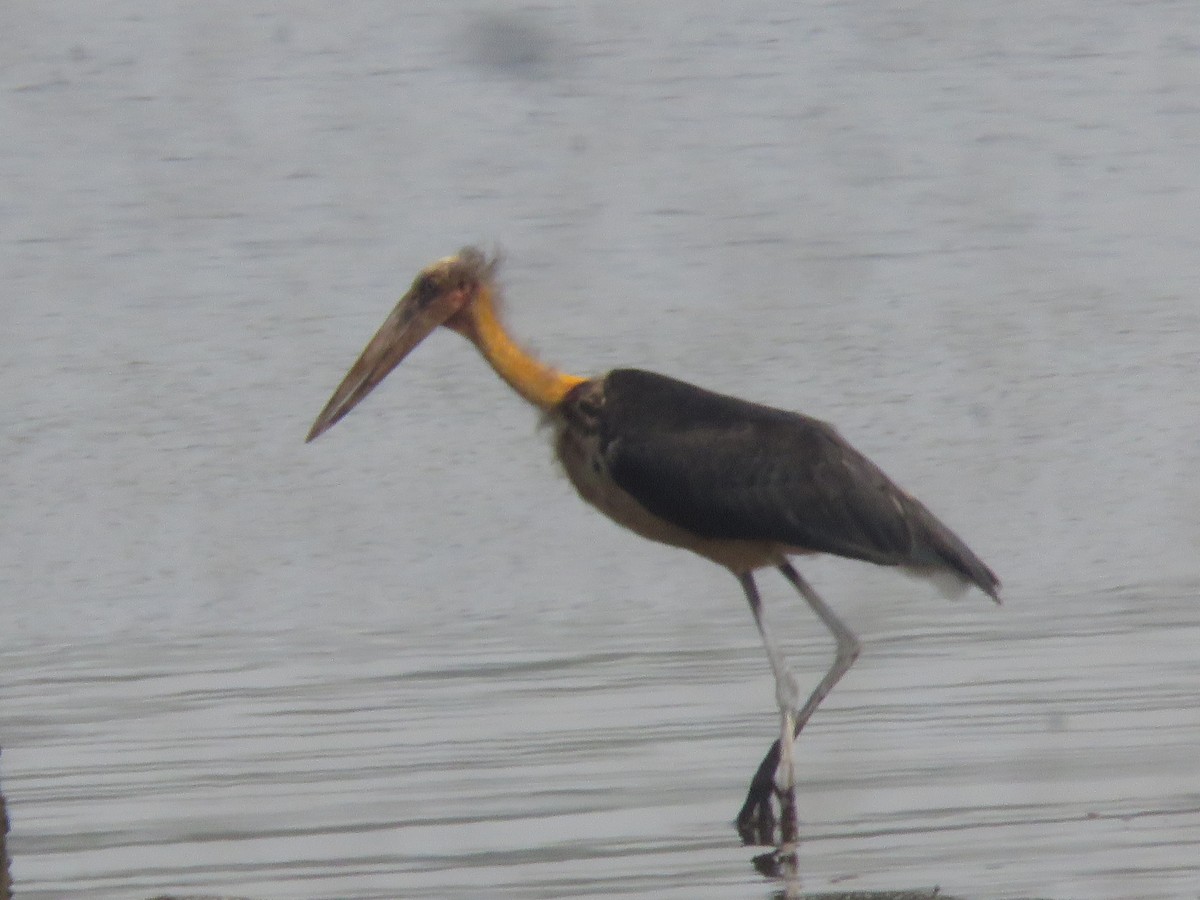 Lesser Adjutant - ML616142388