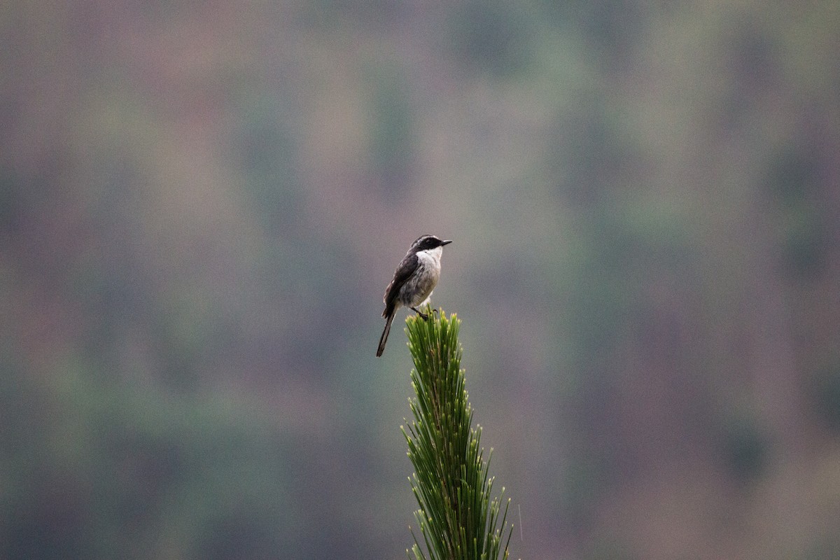 Gray Bushchat - ML616142390