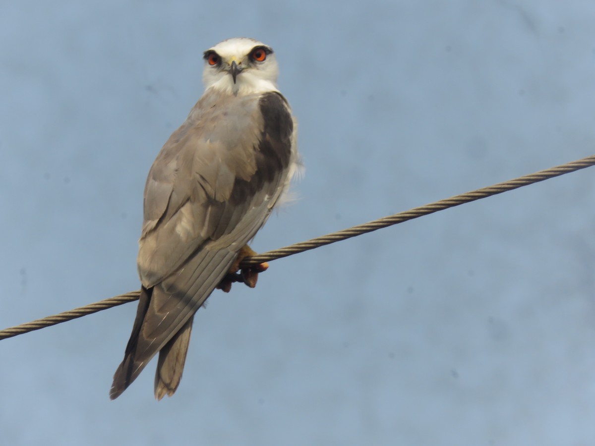 Black-winged Kite - ML616142398