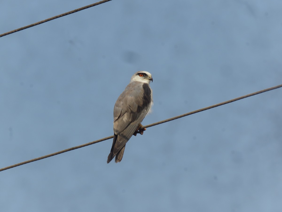 Black-winged Kite - ML616142399