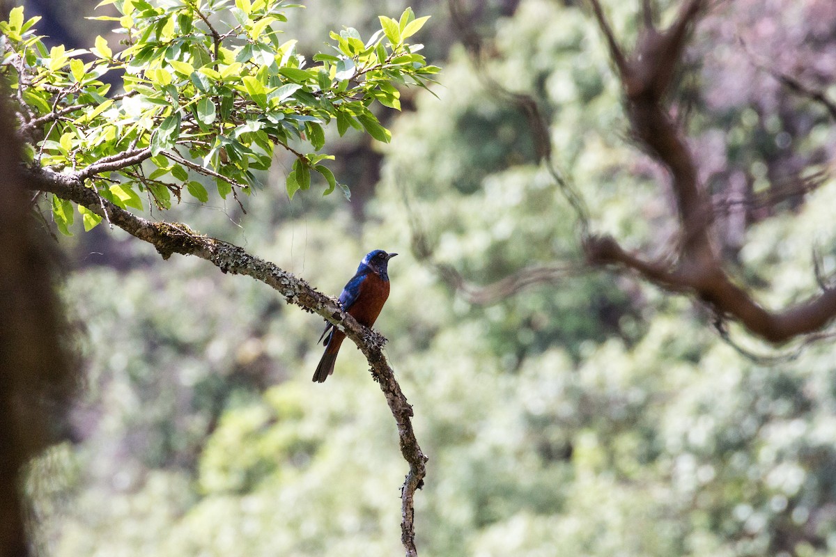 Chestnut-bellied Rock-Thrush - ML616142404