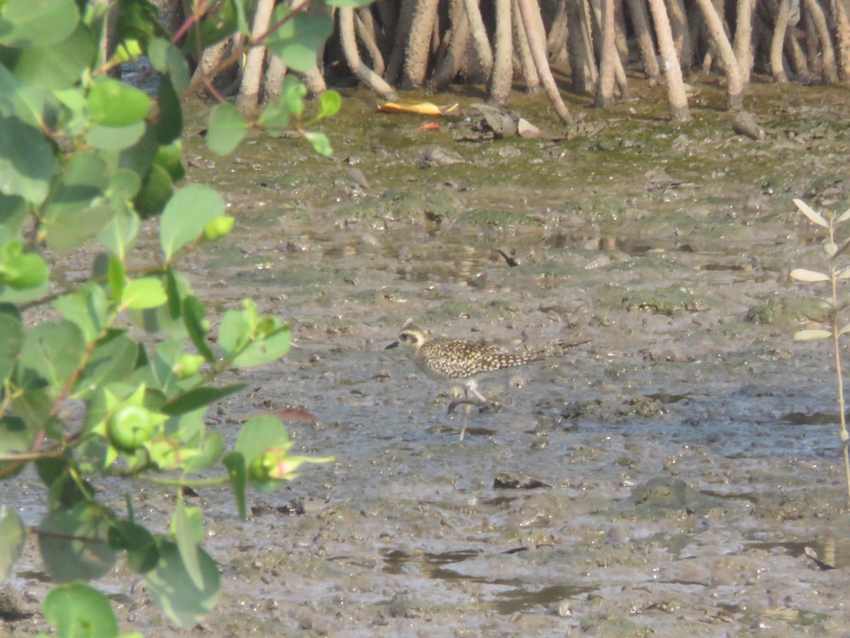 Pacific Golden-Plover - paresh gosavi