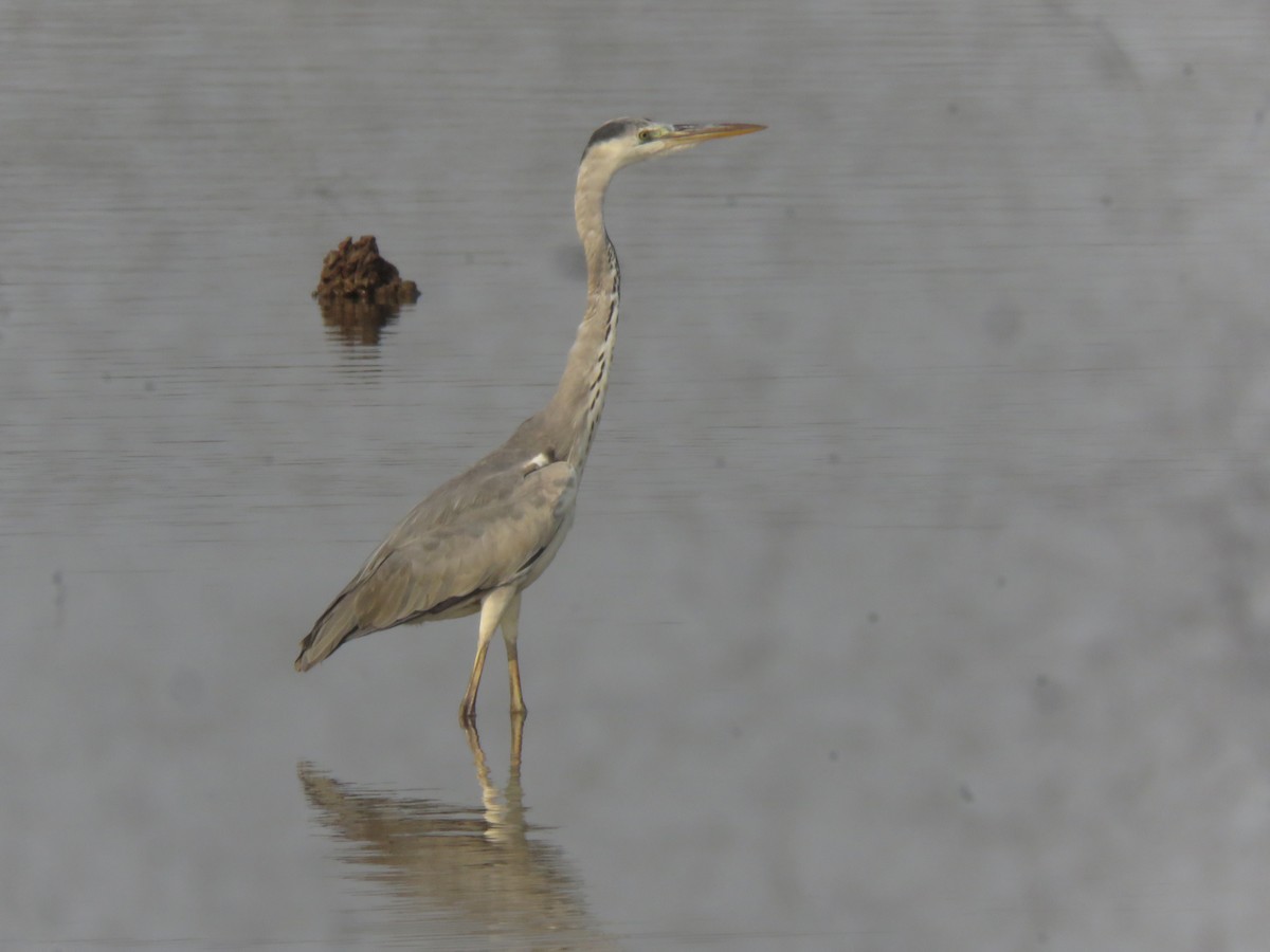 Gray Heron - paresh gosavi