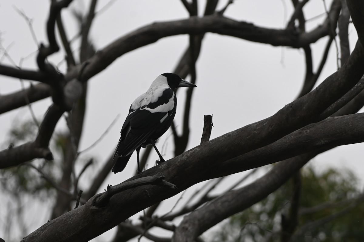 Australian Magpie - Hitomi Ward