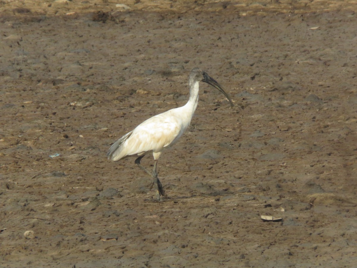 ibis černohlavý - ML616142426