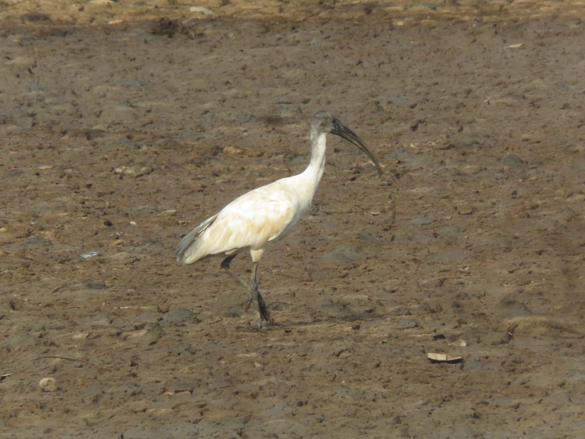 Ibis à tête noire - ML616142426